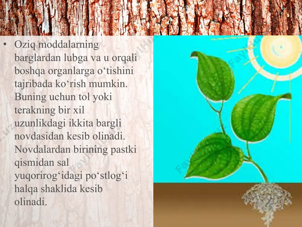 poyada oziq moddalarning harakatlanishi. 5 - sinf - Page 5
