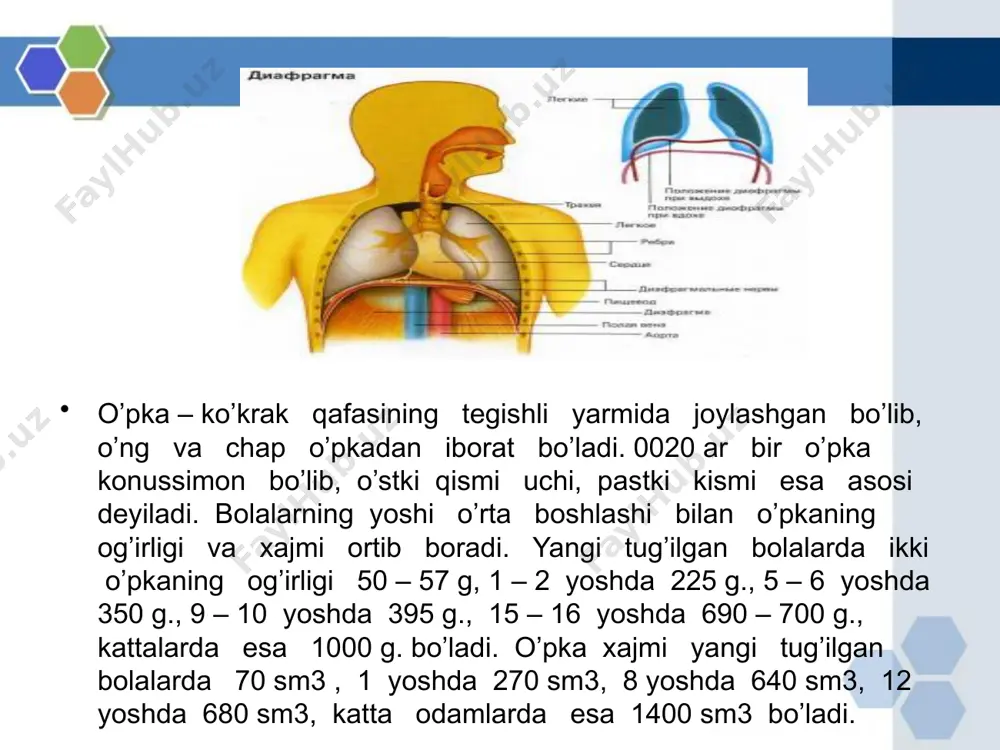 o'pkada gazlar almashinuvi - Page 3