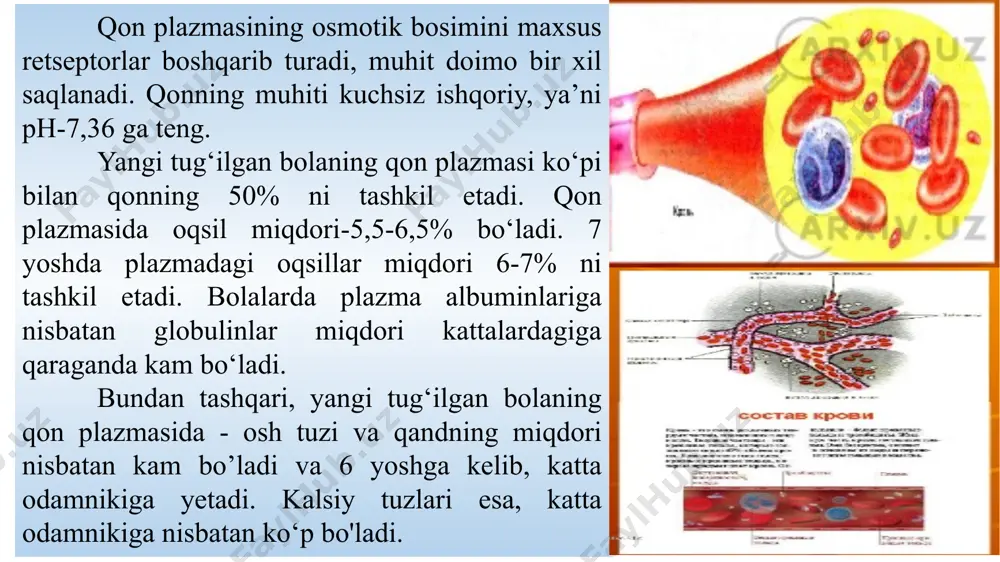 bin bo'lib, u trombokinaza fermenti va kalsiy tuzi ta’sirida faol trombinga aylanadi. qonning ivish sxemasini quyidagicha izohlash mumkin. i faza: protrombin+ca+trombokinaza = trombin; ii faza: fibrinogen + trombin = fibrin. trombotsitlarning soni ham yoshga qarab o‘zgarib turadi. katta odamda 1 mm3 qonda 200-400 ming, 1 yoshgacha bo‘lgan bolalarda 160 - 330 ming, 1 yoshdan 2 yoshgacha 140-170 ming, 2 yoshdan 3 yoshgacha 150-300 ming, 3 yoshdan 4 yoshgacha 356-370 ming gacha bo‘ladi. qonning ivish tezligi barcha yoshdagi bolada bir xil bo‘lib, 3-4 daqiqada qon lahtasi hosil bo‘ladi. yangi tug‘ilgan bolada qon suyaklardagi qizil ilikda yaratiladi. bir yoshdan boshlab qizil ilik yog‘ to‘qimasi bilan almashina boshlaydi, bu jarayon dastlab son, katta boldir suyaklarida, kechroq umurtqalarda boshlanadi. besh yoshdan qizil ilikning yog‘ to‘qimasi bilan almashinishi ancha tezlashadi. 8 yoshda boldir suyaklarining yarmida qizil ilik o‘rnini yog’ to’qimasi qoplaydi. 12-15 yoshdan boshlab, qon yaratilishi kattalarnikidek bo’ladi. trombositlar. qon aylanish jarayonining doimiyligi organizmning hayotiyligini …