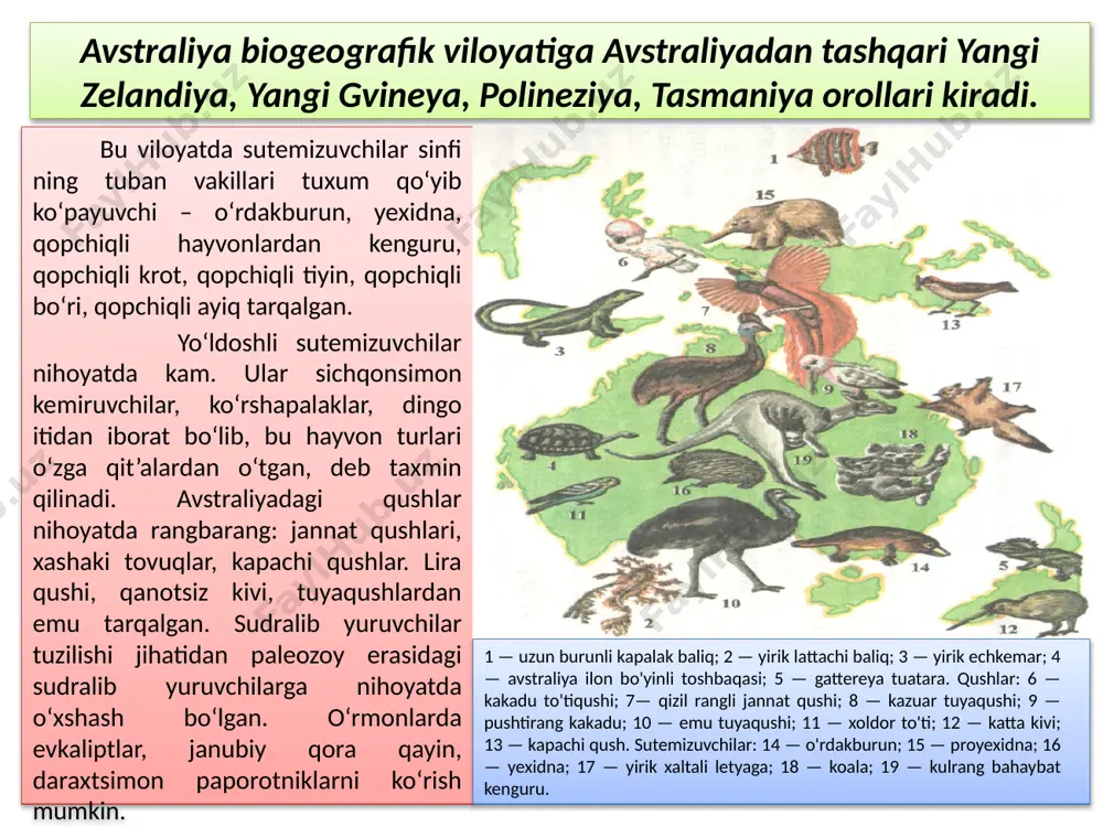 i, odamsimon maymunlar – gorilla, shimpanze, sudralib yuruv chilardan agama, xameleonlar keng tarqalgan. afrikaning g‘arbiy va tog‘li joylari tropik o‘rmonlar, qolgan qismi esa savannalardan iborat. ularda baobab, qizil daraxt, palma, akatsiya, daraxtlarda o‘suvchi o‘simliklar – epifitlar keng o‘rin olgan. 1 — mo'ylov baliq mindano. 2 — nil timsoxi. 3 — afrika tuyaqushi; 4 — tojdor turna; 5 — kotib qush. sutemizuvchilar: 6 — afrika fili; 7 — oq nosorog; 8 — qoramtir ran- gli karkidon; 9 - suv ayg'iri; 10 — jirafa; 11 — itsimon ohu; 12 — kafr buyvoli; 13 — kanna; 14 — chala maymunlar; 15 — qiloyoq yoki ay-ay; 16 — yashil martishka; 17 — gorilla; 18 — shimpanze; 19 — sher; 20 — qoplon. paleoarktik va neoarktik biogeografik viloyatlari paleoarktik biogeografik viloyati butun yevropa, osiyoning shimoliy, markaziy qismini, afrikaning shimoliy qismini egallagan nihoyatda katta hududga ega bo‘lishiga qaramay, bu viloyatda sutemizuvchi hayvonlarning boshqa viloyatlarda uchramaydigan birorta …