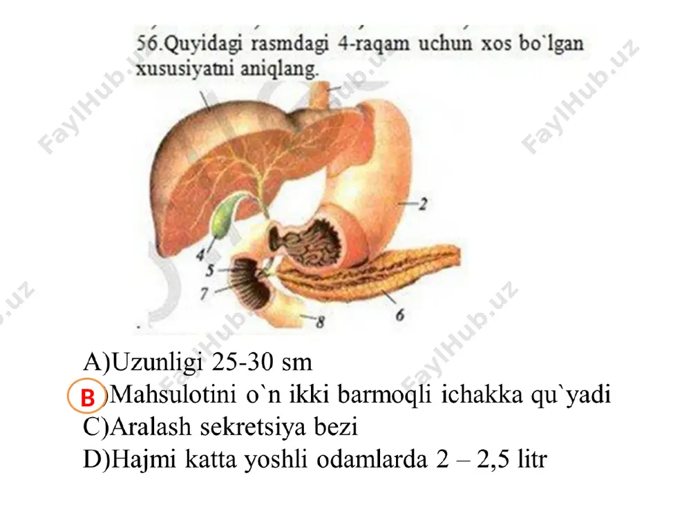 ovqat hazm qilish sistemasining organlari - Page 5