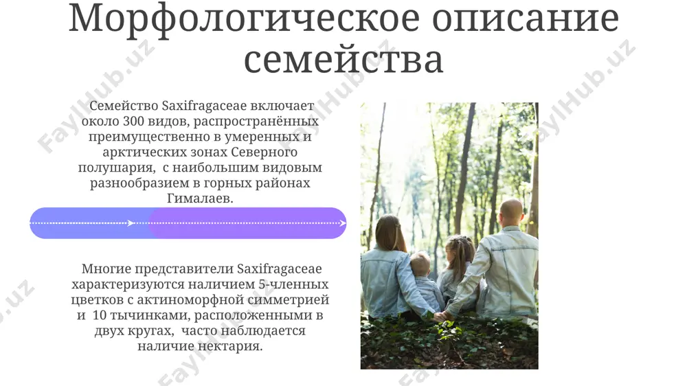 и, высотой всего 5-10 см, идеально подходят для создания ковров в японских садах и других композициях, требующих низкорослых почвопокровных растений. виды рода saxifraga, такие как saxifraga paniculata, популярны в ландшафтном дизайне россии благодаря их неприхотливости и способности расти на каменистых почвах, украшая склоны более чем 10 лет. род тельма (tiarella): описание и виды род тельма (tiarella) включает около 7 видов, распространённых в восточной части северной америки и в восточной азии, предпочитающих влажные, тенистые леса. цветки тельмы собраны в верхушечные кистевидные соцветия, содержащие 5 чашелистиков, 5 лепестков и 10 тычинок, при этом лепестки часто имеют длину около 6-8 мм. род камнеломка (saxifraga): описание и виды камнеломка arendsii, популярный садовый гибрид, созданный в начале 20 века в германии, отличается обильным и продолжительным цветением, представляя собой смесь различных видов с около 10-20 цветками в соцветии. род камнеломка (saxifraga) включает более 400 видов, распространенных преимущественно в горных районах северного полушария, таких как гималаи и …
