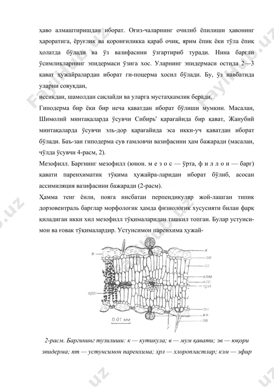 тўқималари каби ўзига хосдир. баргнинг ўтказувчи тўқимаси, тола бойлам найчалардан иборат бўлиб, бутун барг мезофилл қисмига тўрсимон ҳолда тарқалган. барг ўтказувчи тўқима ёпиқ коллатераль бойламлардан иборат. уларда устки томонда ксилема, остки томонида эса флоэ-ма жойлашган. баргнинг ўтказувчи бойлами барг ўрни билан туташ-ган. у икки паллали ўсимликларда барг ўрнида, барг бан-ди ва барг пластинкасини бош най тола бойламларига етиб боради. ундан эса биринчи тартиб бойламга, сунгра ик-кинчи тартиб ва ҳоказо бойламларга боради. шундай қилиб тўрсимон гомирланиш вужудга келади. бир паллали ўсим- 3-расм. сирень баргининг кўндаланг кесими: / — ёруғда ўсган баргнинг кўндаланг кесмаси; 2 — мезофиллнинг устунсимон паренхимаси; 3 — ёруғлиқ кам тушган барг мезофилининг тузилиши. ликлар баргада йирик ўтказувчи най(тола) бойламлари йўқ, барг ўрнида бир қанча (параллел ёки ёйсимон) мустақил ўтказувчи тола бойламлари ўзаро майда (анастамоз) йўлак-чалар билан боғланади. барг ўтказувчи бойламлари ёпиқ ҳолда бўлиб, уларга коллотераль ўтказувчи бойлам дейи-лади. баъзи икки паллали ўсимликлар баргининг бош томир-ларида ксилема билан флоэма …