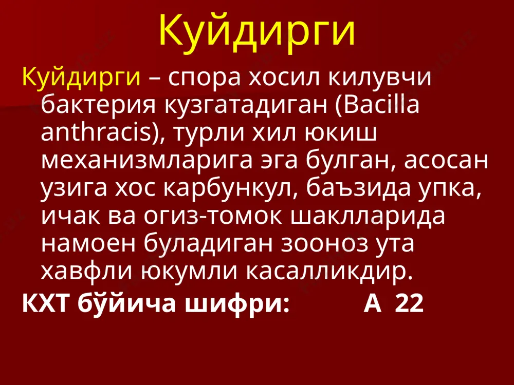 й усулда биотерроризм мақсадида ақш ва бир қатор бошқа давлатларга қарши қулланилди. этиологияси: bacilla anthracis – улчами анча катта булган, харакат килмайдиган, грамм мусбат, аэроб, спора хосил килувчи ва ташки мухитга ута чидамли бактериядир. этиологияси: кузгатувчи вегетатив ва спорали шаклларда учрайди. бактериянинг вегетатив шакли физик ва кимевий омиллар таъсирида тезда нобуд булади. бактериянинг спорали шакли ташки мухитга ута чидамлидир: 60 минут кайнатилганда улмайди, автоклавда 180*с да 24 минутдан кейин, 4% хлорамин, 6% водород перекиси (0,5% ювувучи модда билан аралашмаси) бактерияга халокатли таъсир курсатади. эпидемиологияси: куйдирги билан барча хайвонлар: - уй хайвонлари (йирик ва майда шохли хайвонлар), отлар, эшаклар, туялар, итлар, мушуклар - еввойи хайвонлар ушбу касаллик билан касалланади. табиатда куйдирги касаллиги кузгатувчисининг сакловчиси (резервуари) тупрок хисобланади, айнан тупрок хайвонларни куйдирги бактерияси билан «таъминлайди». эпидемиологияси: хайвонлар куйдирги касаллиги кузгатувчиси билан зарарланган озукаларни, усимликлар илдизини ейиши натижасида, жарохатланган тери оркали касаллик кузгатувчисини юктириб олади. бундан ташкари, куйдирги таекчалари хаво-томчи, хаво-чанг билан юкори …