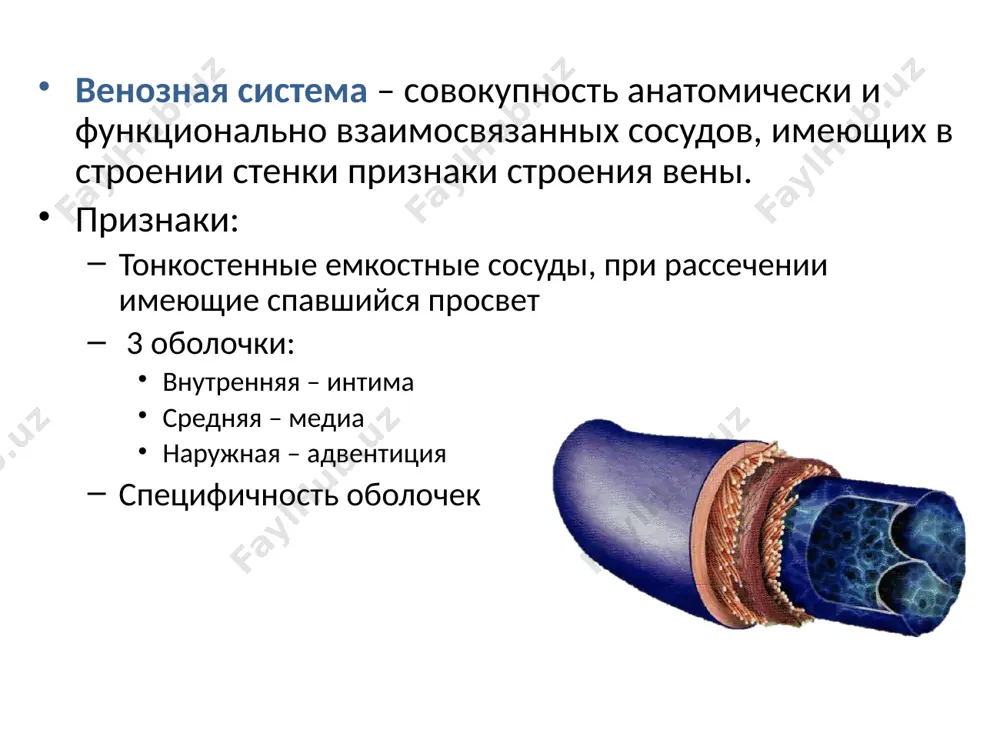 томозы (внутри- и межсистемные); воротная система печени. 2.большее количество вен: закономерности строения венозного русла. 3. конвергентный принцип распределения вен (происходит слияние многочисленных мелких вен в более крупные); исключение – печеночная часть воротной вены и воротная система гипофиза. закономерности строения венозного русла. 4. глубокие вены: вдоль костей конечностей - парные (вены – спутницы - vv. comitantes), сопровождают артерии; вдоль позвоночника – нижняя полая вена; вдоль ребер – межреберные вены; большинство вен расположены по принципу двухсторонней симметрии; 5. поверхностные вены: лежат под кожей на фасции (например, v.basilica впадает– в v.brachialis; v.cephalica – в v.axillaris) на всем своем протяжении соединяются с глубокими венами посредством перфорантных вен сопровождают кожные нервы (напр. v.basilica et n.cutaneus antebrachii medialis) или идут самостоятельно; образуют сети. закономерности строения венозного русла. 6. венозные сплетения: располагаются в подслизистой основе вокруг внутренних органов, а также в позвоночном столбе; амортизационная, депонирующая, сфинктерная функции. венозные синусы: располагаются в местах прикрепления отростков твердой мозговой оболочки …
