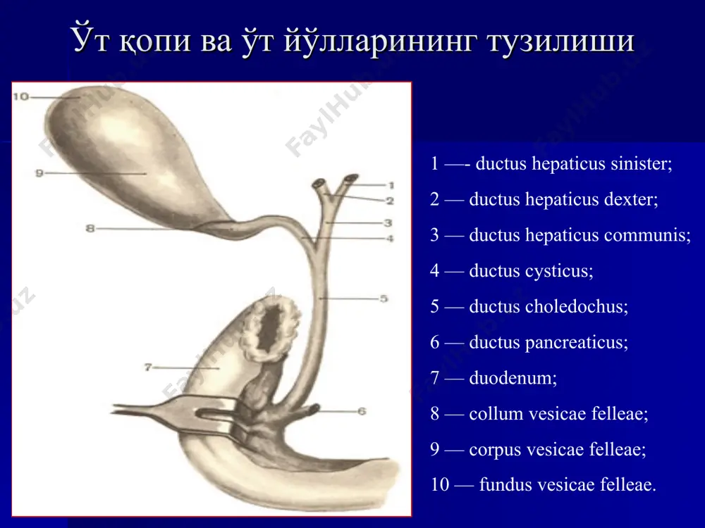 ўнг 3 - кун ўтгач холедоходуоденостомия юраша усули флеркен усули финстерер усули холедох стриктурасини жаррохлик усулида даволаш турлари гейнеке –микулич усули резекция холедохга дренаж ўрнатиш усуллари вишневский керт кер холстед ўтли перитонитда дренаж ўрнатиш услуби қорин бўшлиғини дренажлаш ичак декомпрессияси эндоскопик йўл билан холедохдан тошни олиб ташлаш дормье саватчаси ёрдамида тошни олиш дормиа саватчаси (эндосурат) фогарти зонди ёрдамида тошни олиш илмоқ ёрдамида тошни олиш холедох терминал қисми стриктурасида дилатация тери ва жигар орқали холангиография ва холангиостомия амалиёти ўт йўлларини ташқи ва ички дренажлаш усуллари назобилиар тери ва жигар орқали холангиостомия