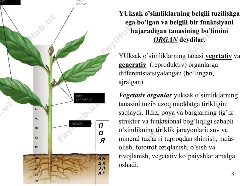 i. 2) cho’zilish zonasi - bu zonada hujayralar uzunasiga kuchli cho’ziladi, lekin hujayralari bo’linmaydi. 3) shimuvchi zona – bu zonada rizoderma hujayralari mayda tuklar hosil qilib, tuproqdagi suv va suvda erigan mineral tuzlarni shimadi. 4) o’tkazuvchi zona - bu zona orqali shimilgan suv va mineral moddalar o’tkazuvchi naylar yordamida o’simliklarning boshqa organlariga etib boradi. bu zona tuproq qatlamlarida, uchki o’suvchi qismining harakatiga mos holda doimo harakatda bo’ladi. * илдиз учки кисми, булиниш зонаси * * * * rizoderma hujayralari tuklar bilan birgalikda uzoq yashamasdan o’lib boradi va o’rniga boshqa qoplagich to’qima egzoderma paydo bo’ladi. ildiz tukchalari hujayralari mag’iz va vakuolga ega bo’lib, mag’izi tukcha uchiga yaqin joyda joylashadi * har bir o’simlik odatda, ko’p sonli kuchli shoxlangan ildiz sistemasidan iborat bo’ladi. ochiq urug’li va gulli o’simliklarning asosiy ildizi murtak ildizdan shakllanadi va er qatlamlari bo’ylab pastga qarab o’sadi. asosiy ildizning apikal meristemaga yaqin joyida yon ildizlar paydo bo’ladi. asosiy ildizga …