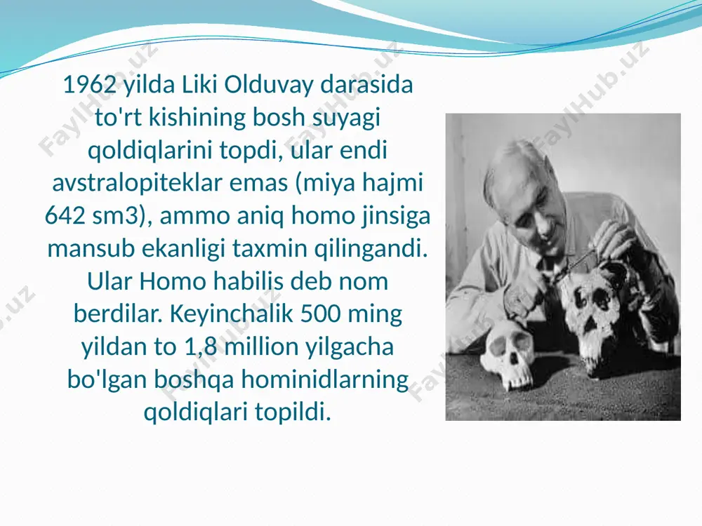 ofida - olduvay madaniyatiga tegishli tosh asboblari. semlika daryosi, kongo demokratik respublikasi olduvay davri odamlari terimchilik va ovchilik bilan shug‘ullanganlar. ular to‘da bo‘lib ov qilib, yirik yirtqich hayvonlarni tutib iste’mol qilishgan. odamlarning to‘da bo‘lib yurishlari natijasida o‘zlarini turli tabiat hodisalaridan va yirtqich hayvonlardan himoya qilganlar. bu davr odamlari tabiatga to‘la qaram bo‘lib uy–joy qurilishini ham, olovdan foydalanishni ham bilmaganlar. yirtqich hayvonlardan esa, oddiy va dag‘al qurollar bilan himoyalanganlar. tabiat ham insonlar yashashi uchun qulay, issiq bo‘lgan. olduvay bosqichida odamlar eng primitiv usulda yasalgan qo‘l cho‘qmorlari (ruchnoe rubilo)lardan foydalanganlar. mazkur qurollarni yasash uchun dastlab, odamlar qulay shaklga ega bo‘lgan (ko‘proq yapaloq shakldagi) qayroqtoshni topib, tosh boltalar yordamida uning bir uchiga urib, uchirib ishlov berganlar. u paytning tosh bolg‘alari (otboyniklar) og‘irligi 0,5 kgdan oshmagan oddiy qayroqtosh bo‘lgan. bu xildagi tosh bolg‘alar yordamida qo‘l cho‘qmorlariningina emas, balki tosh o‘zaklarini ham yasay bilishgan. qo‘l cho‘qmorlari odatda bir tomoni bodomga yoki yurakka o‘xshab, to‘mtoq bo‘lgan, …