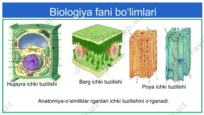 botanika- o‘simliklar haqidagi fan - Page 4