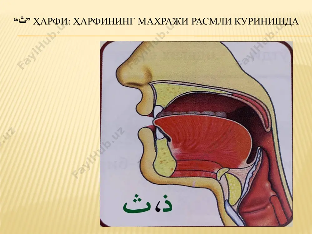 “ث”, “ص”, “ط” harflarining o‘qilishi (“qur’oni karim va tajvid” o‘quv kursi) - Page 3