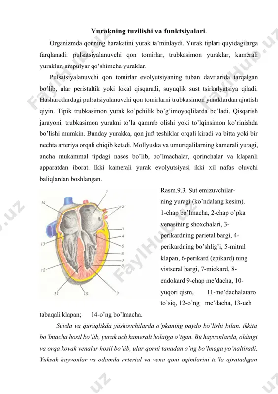ni, 21-o’ng o’pka venalari,22-o’ng o’pka ar- teriyalari shoxlari, 23-yuqorigi kovak vena; o’ng tomondagi strelkalar bilan arterial, chap tomondagi strelkalar bilan esa venadagi qon aylanish ko’rsa- tilgan. yurakning qon haydash faoliyati, uning birin-ketin bo’shashishi (diastola) va qisqarishiga (sistola) bog’liq. diastola vaqtida bo’lmachalar va me’dachalar qonga to’ladi, sistola vaqtida esa qon me’dachalardan yirik arteriyalarga, ya’ni aorta va o’pka arteriyasiga otilib chiqadi. bu paytda, yarimoysimon klapanlar qonning yurakka qaytib ketishiga yo’l qo’ymaydi. bo’lmachalar va me’dachalar o’rtasidagi klapanlar, me’dachalar sistolasida, qonni me’dachalardan bo’lmachalarga qaytishga to’sqinlik qiladi. qon me’dachalarga tushishdan avval yirik venalar (kovak venalar va o’pka venasi) orqali bo’lmachalarga quyiladi. bo’lmachalar sistolasi tufayli qon me’dachalarga o’tadi. qonni yurakka etkazib beradigan qon tomirlarni venalar, yurakdan chiqib tarqatuvchi qon tomirlarni arteriyalar deb ataladi. yurak devori uchta qatlamdan - endokard, miokard va epikarddan iborat (9.3-rasmga qara) bo’lib, asosiy qismini, eng murakkab tuzilishga ega bo’lgan miokard tashkil qiladi. miokardni alohida mushak tolalari hosil qilib, ularning har biri funktsional …