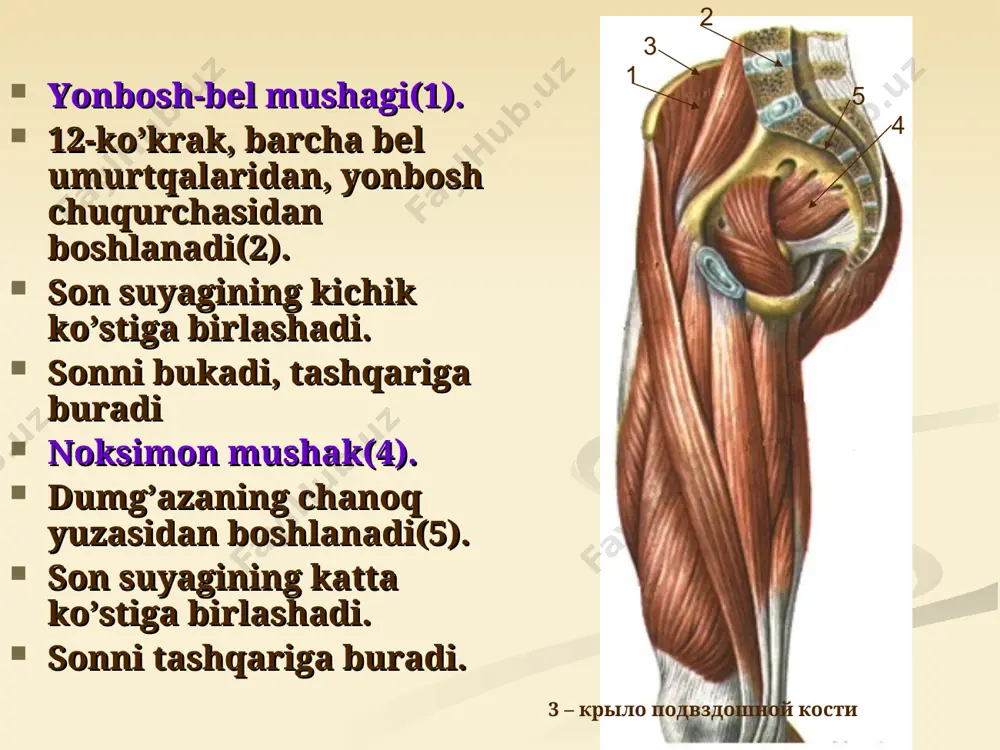 асоси ва икки ён четига ёпишиб пастга lig. patellae га давом этади. lig. patellae ўз навбатида tuberositas tibiae га ёпишади. бунда сон мускулларининг куч елкаси тизза қопқоғи ҳисобига ортади ва айланиш момент ортади. вазифаси: болдирни тизза бўғимида ёзади. m.rectus femoris эса чаноқ-сон бўғими устидан ўтгани учун уни букади. m.sartorius чеварлар мускули, spina, liaca anterior superiori дан бошланиб, пастга, медиал томонга йўналади ва болдир фасцияси, tuberositas tibiae га ёпишади. вазифаси: тизза бўғимини букади. агар у букилган ҳолда бўлса болдирни пропация қилади. чаноқ-сон бўғимида букиш ва супинация қилиши мумкин. 1 2 3 4 5 6 7 8 sonning to’rt boshli mushagi: sonning to’g’ri mushagi(1); medial keng mushak(3); lateral keng mushak(2); oraliq keng mushak. yonbosh suyagining oldingi o`tkir o`simtasidan boshlanadi(4), son suyagining o’tkir chizig’idan, katta ko’stidan, oldingi yuzasidan boshlanadi. umumiy payi(5) bilan katta boldir suyagining g’adir-budiriga birlashadi. boldirni yozadi; to’g’ri mushak xisobiga sonni bukadi. sonning to`rt boshli mushagining boshlaridan biri bo`lgan oraliqdagi keng …
