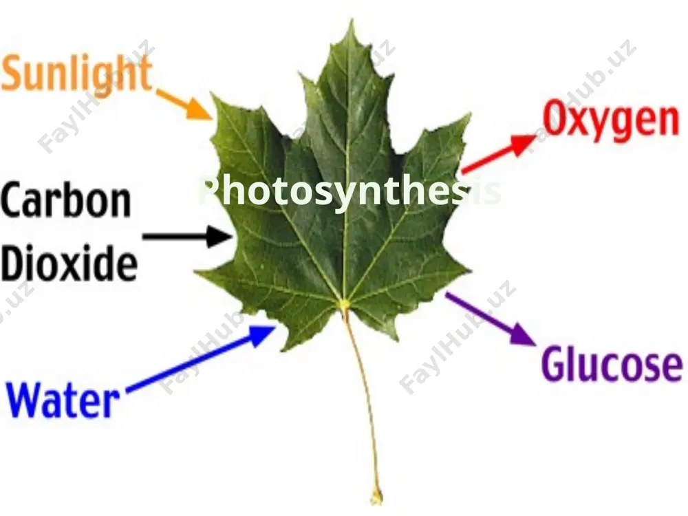 eir own food are called autotrophs. heterotrophs are organisms that obtain food by consuming or even absorbing. -the process by which autotrophs use the energy of sunlight to produce high-energy carbohydrates, sugars and starches, that can be used as food is known as photosynthesis. photo meaning light, synthesis meaning put together. -in photosynthesis plants convert the energy of sunlight into chemical energy stored in the bonds of carbohydrates. 8.2 photsynthesis: an overview sc.912.l.18.7 sc.912.n.1.1 chlorophyll and chloroplasts: what role do pigment play in the process of photosynthesis? -our lives are made possible by the energy we obtain from the sun. -this energy helps us maintain everyday life and continue to carry out everyday functions. -without it we would die. 8 8.2 photosynthesis: an overview sc.912.l.18.7 sc.912.n.1.1 light: -energy from the sun travels to earth in the form of light. -sunlight is a mixture of different wavelengths known as white light.\ …