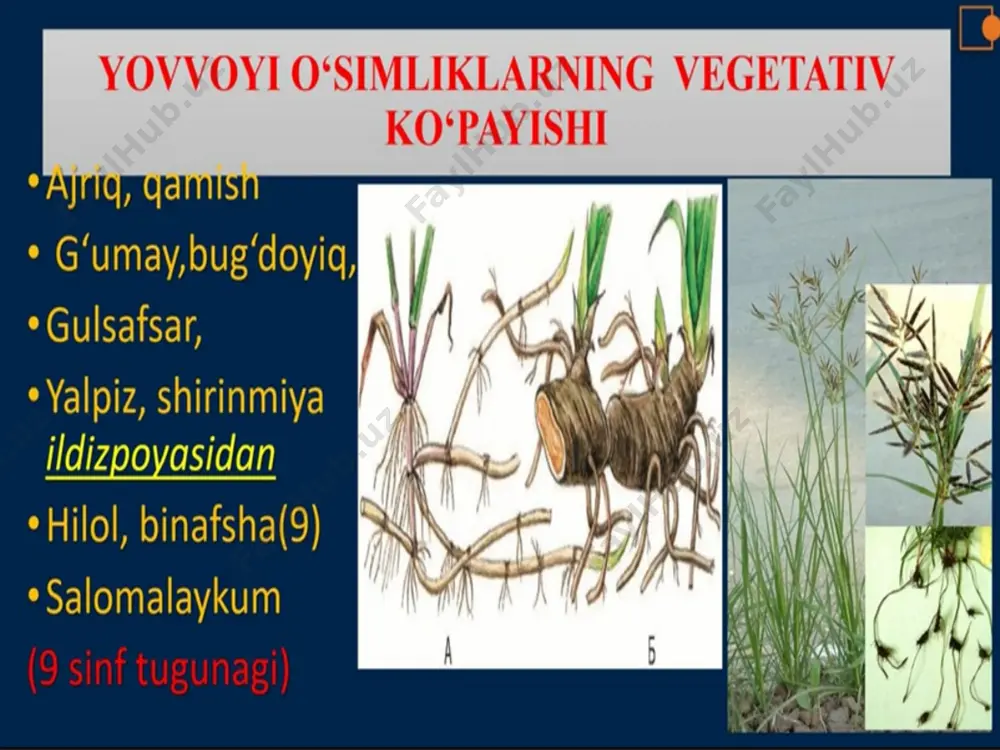 o’simliklarning vegetativ ko’payishi - Page 3