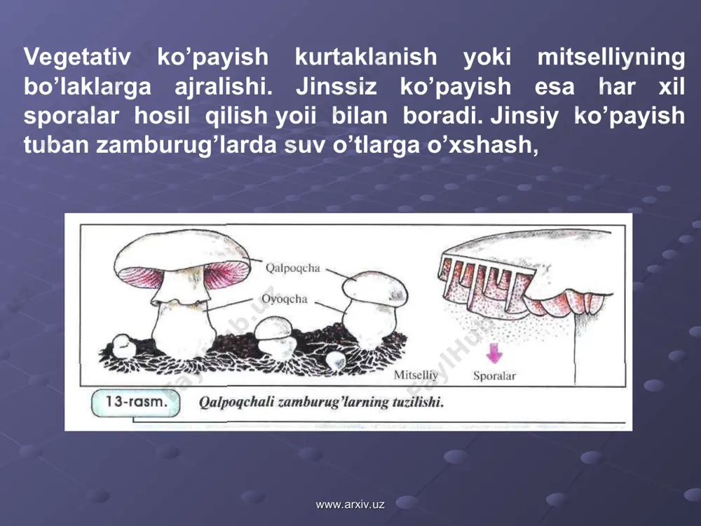 rug’lar o’rmon xo’jaligiga zarar keltiradi. mutaxassislarning ma’lumotiga ko’ra yog’ochni chirituvchi zamburug’lar uning 30% ni mutlaqo yaroqsiz holga keltirishi mumkin ekan. mikoriza — yuksak o’simliklar ildizi bilan zamburug’larning simbioz hayot kechirishidan iborat. quruqlikda tarqalgan ko’pchilik o’simliklar tuproqdagi zamburug’lar bilan ana shunday hamkorlikda yashaydi. mikorizaning tuzilishiga ko’ra ikki asosiy turi ajratiladi: tashqi (ektotrof) va ichki (endotrof)- ektotrof mikorizada o’simlik ildizining uchki qismini zich g’ilof ko’rinishida zamburug’ mitselliysi o’rab oladi. endotrof mikorizada zamburug’ ildizning ichki to’qimalariga kirib oladi. www.arxiv.uz www.arxiv.uz tashqi mikoriza asosan o’rmonlardagi qayin, eman va nina bargli daraxtlarda uchraydi. zamburug’ daraxt ildizidan karbon suv va vitaminlarni o’zlashtiradi. shu bilan birga tuproqning gumusi tarkibidagi oqsillarni aminokislotalarga parchalaydi. aminokislotalarning bir qismi o’simlik tomonidan o’zlashtiriladi. bundan tashqari zamburug’ daraxtning ildiz tizimini, shimish yuzasini oshiradi, bu esa o’z navbatida unumsiz tuproqlarda o’sayotgan o’simlik uchun muhim ahamiyatga ega bo’ladi. ichki mikoriza ko’pincha o’t o’simliklarda uchraydi. ammo uning simbioz hayot kechirishdagi roli haqida ma’lumotlar yetarli emas. ba’zi …