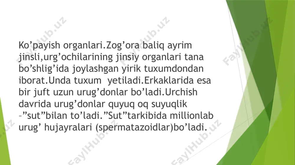 baliqlar - Page 4