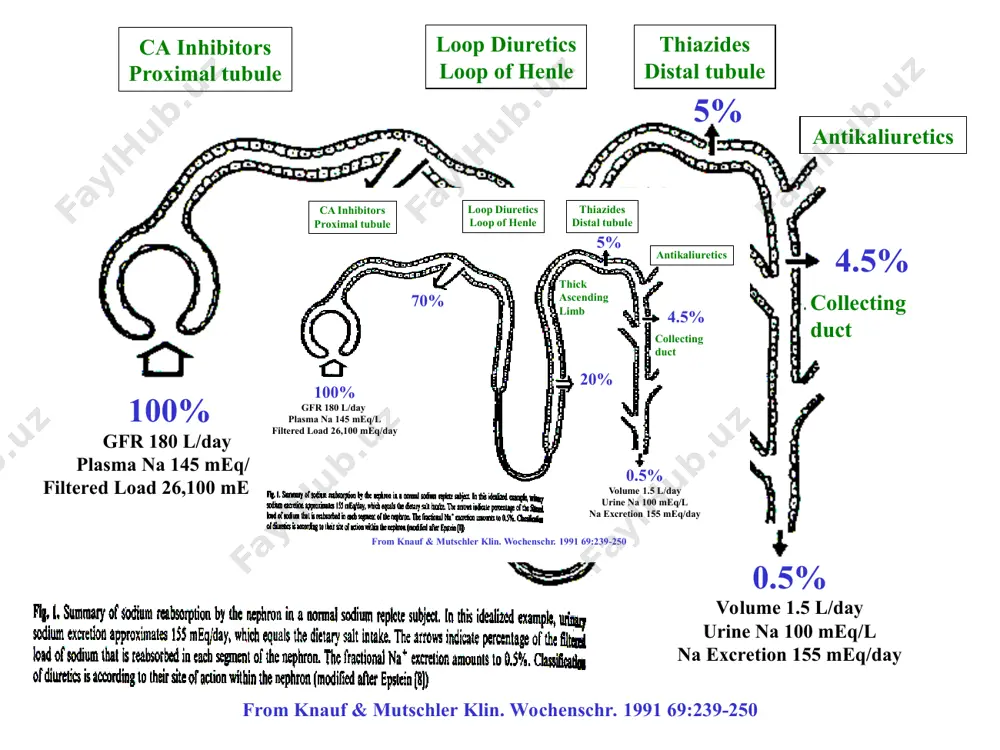 tate 82±5 k acetate 95±5 disodium sulfate 152±22 dipotassium sulfate 118±12 trisodium citrate 112±5 correlation of the daily clinical doses of thiazide diuretics with their affinity for high-affinity 3h-metolazone binding sites in rat kidney. correlation coefficient r=0.7513. from beaumont et al.: thiazide diuretic drug receptors in rat kidney: identification with [3h]metolazone. proc. natl. acad. sci. usa 1988, 85:2311-2314. thiazides - pharmacokinetics rapid gi absorption distribution in extracellular space elimination unchanged in kidney variable elimination kinetics and therefore variable half-lives of elimination ranging from hours to days. clinical uses of thiazides-1 1) hypertension thiazides reduce blood pressure and associated risk of cva and mi in hypertension they should be considered first-line therapy in hypertension (effective, safe and cheap) mechanism of action in hypertension is uncertain – involves vasodilation that is not a direct effect but a consequence of the diuretic/natriuretic effect from birkenhäger, wh: diuretics and blood pressure reduction: physiological aspects. …