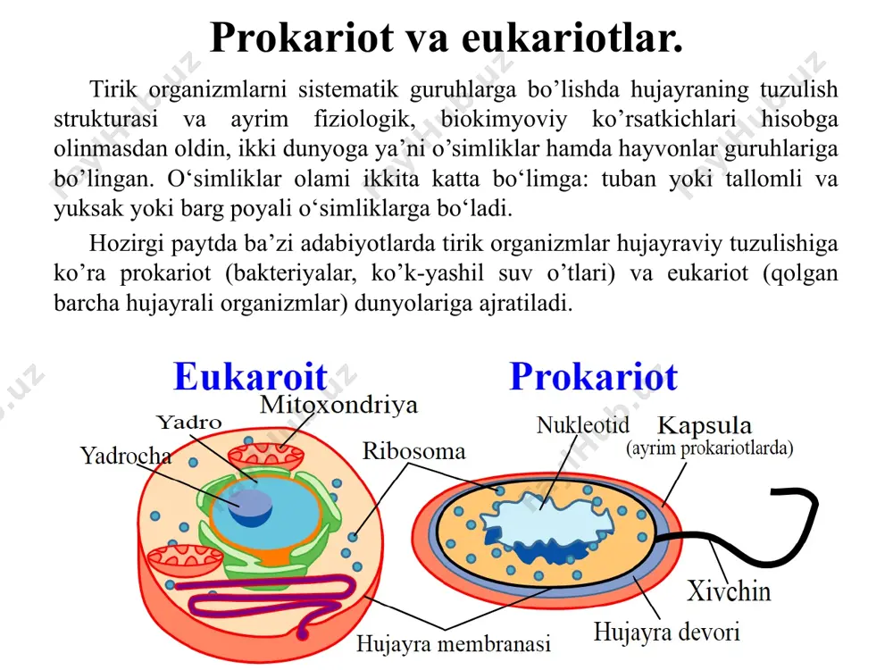 hinlari bo‘lmasligi mumkin, lekin ularning zoosporalaridagi xivchinli ya’ni harakatchan davri borligi ularning kelib chiqishi bir ekanligini isbotlaydi. keyingi taraqqiyotida ularning bir muncha parallel holda taraqqiy etishi kuzatiladi. bunda tallomning shakllanishi ko‘zda tutiladi. suvo’tlarida o’ziga xos parallellik kuzatilib, deyarli hamma bo’lim vakillari ham tallomning tuzulishi jihatidan quyidagi morfologik strukturalar kuzatiladi: 1. monad – bunda bir hujayrali yoki kolonialtuzilishli, xivchini bilan harakat qiladigan organizmlardan kelib chiqqanligini isbotlaydi (1-rasm). 2. kokkoid –hujayralari bitta yoki kolonial holda bo‘lib, hujayra po‘sti shilimshiq bilan o‘ralgan va harakatsiz. m: chlorella, systodinium, navisula (2-rasm). chlamydomonas chlorella 3. ipsimon – hujayralar harakatsiz bir – biri bilan birikkan va ipsimon ko‘rinishni oladi va ular doim bo‘yiga o‘sadi. m: ulotrix, mastigocladus, oscillatoria (3-rasm). 4. geterotrixal – har-xil ipsimon, bunda avval gorizontal joylashgan ipchalar yuzaga kelib undan yuqoriga vertikal holda joylashgan ipchalar paydo bo‘ladi. m: stigeoclonium, erythrotrichia. 5. plastinkasimon – tashkil topish bunday shakllanishda ipsimon hujayralar bo‘linadi: ko‘ndalang va uzunasiga bo‘linishi natijasida …