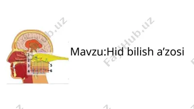 hid bilish a’zosi — PPTX