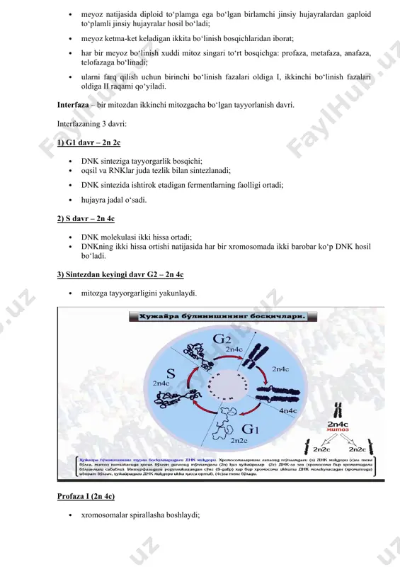 ig‘i hosil bo‘ladi. interkinez (n 2c) interkinez – qisqacha aytganda, bu hujayraning dam olish davri. dnk reduplikatsiyalanmaydi. birinchi bolinish natijasida: har bir hujayrada gaploid toplam bo`lladi lekin undagi ota-ona xromasomalari soni teng boaydi. xromosomalarning tarqalishi anafaza i da turli xil variantlarda amalga oshadi. misol uchun: ulardan bittasida 3 ta ota organizm xromosomasi va 20 ta ona organizm xromosomasi bo‘lishi mumkin, boshqasida 10 ta otalik va 13 ta onalik yoki boshqacha holatlarda xromosomalar tarqalishi mumkin. o`tgan mavzu tirik organizmlarning ko`payishi 1.mitozning necha bosqichdan iborat? 2.tanasi ikkiga bo`linish orqali ko`payadigan organizmga nima kiradi? 3.terak, tol qanday yo`l bilan ko`payadi? 4.interfaza necha bosqichdan iborat? 5.spora ichida qanday bo`linish amalga oshadi? 6.ko`rtakjlanish yo`li bilan qanday organizmlar ko`payadi?. vegetativ ko`payish qaysi tirik organizmlarda bo`ladi?. jinsiy usulda ko'payadigan organizmlarda o'ziga xos bo'linish usuli meyoz kuzatiladi. meyoz (yunoncha meyozis — kamayish degan ma'noni anglatadi) natijasida xromosomalarning diploid to'plamiga ega bo'lgan hujayralardan gaploid to'plamli jinsiy hujayralar hosil bo'ladi. …