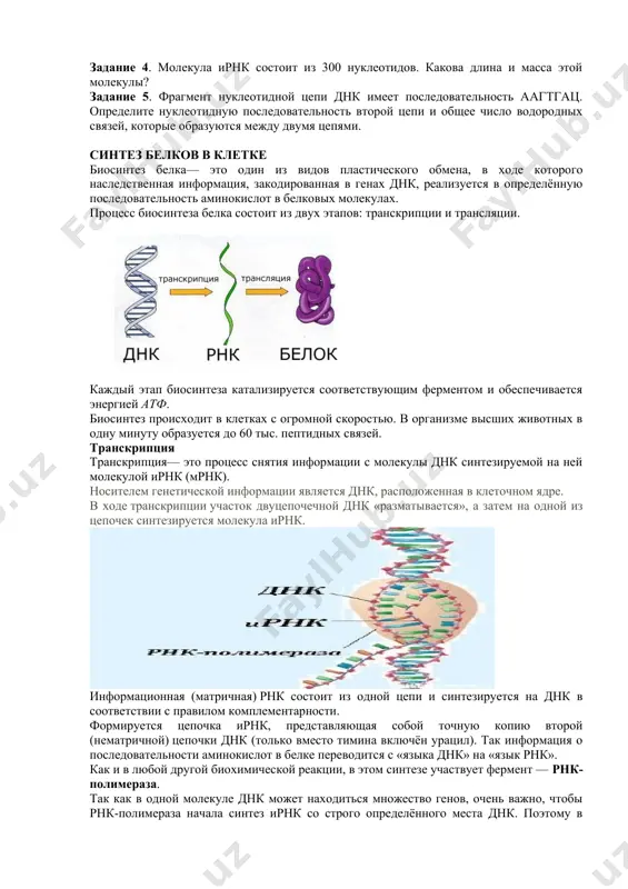 ахара рибозы или дезоксирибозы и молекулой фосфорной кислоты. нуклеотиды — не только составная часть нуклеиновых кислот, они входят в состав ферментов в качестве активных групп —коферментов (так тодд назвал комплекс азотного основания, углевода и остатка фосфорной кислоты). блоки а, г, т, ц образуют длинную полимерную цепь, соединяясь друг с другом в разных комбинациях вторичная структура днк была сформулирована д.уотсоном и ф. криком. две идущие рядом нити, скрепленные одна с другой перемычками и свившиеся в двойную спираль, и есть молекула днк. обе нити одинаковы по длине, остатки пар а—т и г—ц разделены одинаковыми расстояниями. двойная спираль имеет упорядоченный характер, так как каждая связь основание — сахар находится на одинаковом расстоянии от оси спирали и повернута на 36°, причем в каждой из них в зависимости от вида днк могут быть до миллионов блоков — нуклеотидов. порядок их чередования определяет наследственную информацию, записанную в днк и передаваемую следующим поколениям. задание 1. зарисуйте структуру …