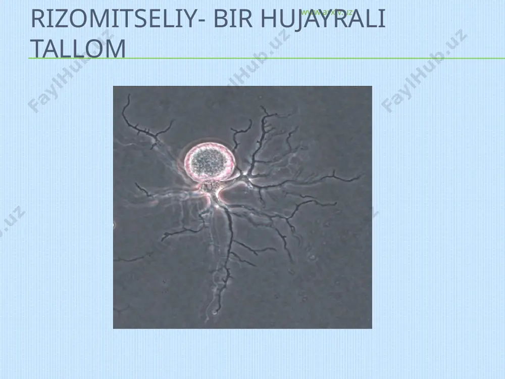 ,hujayra devorida xitin va glyukon uchraydi. www.arxiv.uz chytridiomycetlar sinfi 1, xitridiliar – chydridiales 2-blastoklidilar – blastocladiales, 3 monoblefaridlilar – monoblepharis tartiblariga bo’linadi. www.arxiv.uz chytridiomycetlar ning yumoloq shaklidagi rizomitseliysi. xitridiliar – chydridiales 80 turkum 400 turi ma’lum.sub va nam tuproq paraziti. yumaloq, rizomitseliy hosil qiladi. zoospora va 2 xivchinli spora h.q www.arxiv.uz olpidium vicia zamburug’ining taraqqiyot sikli 1-zoo sporalari. 2- zararlangan xo’jayin o’simlik hujayrasi, 3 xo’jayin o’simlik to’qimasida parazitzamburug’, 4- hujayra ichida zoosporangiy, 5- zoosporaning o’sishi, 6 zoosporaning qo’shilishi,7- zigota, 8-zigotaning xo’jayin o’simlik to’qimasida parazitning sistasi, 9- xo’jayin hujayrasida sista, 10- sistada yadroning qo’shilishi www.arxiv.uz chytrids rizopodiyali tanada gametogmiy hosil qilishi www.arxiv.uz a-olpidium brassicae, karam ildiz bo’yinchasi to’qimasida , 1-zoosporangiylar, 2-zoosporalar, 3- parazitning yalang’och protaplasti, 4-parazitning tinim davridagi sporalari, b- rak bilan kasallangan tugunak tashqi ko’rinishi. www.arxiv.uz olpidium brassicae, www.arxiv.uz chytridiomycota - chytridiales - chytridium lagenaria sporangiysining rivojlanishi x 500 chytridiales - chytridium zoosporalarning sporangiydan chiqishi. www.arxiv.uz chytridiales - chytridium zoosporalarnng …
