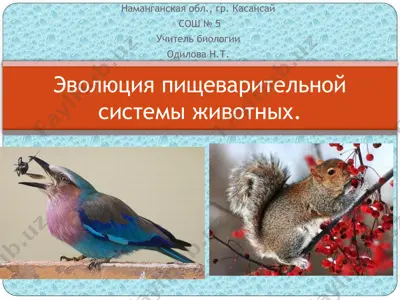 эволюция пищеварительной системы животных — PPTX