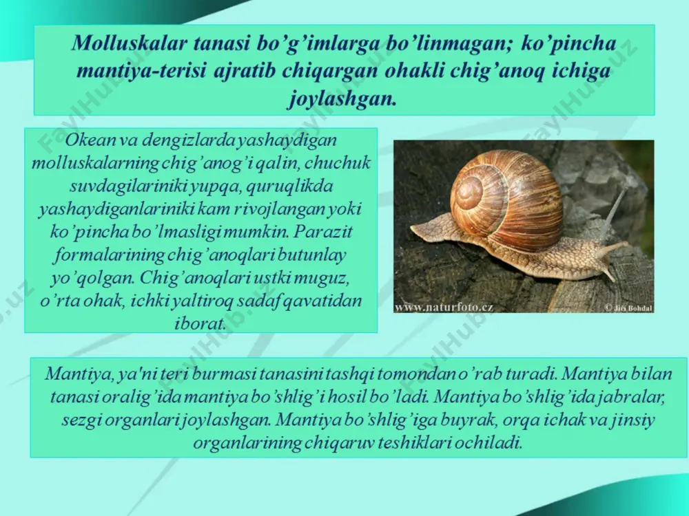 molyuskalar yoki yumshoq tanlilar tipining tafsiloti - Page 4