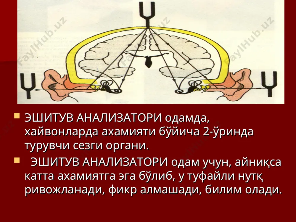 эшитиш ва вестибуляр анализаторларининг физиологияси - Page 3
