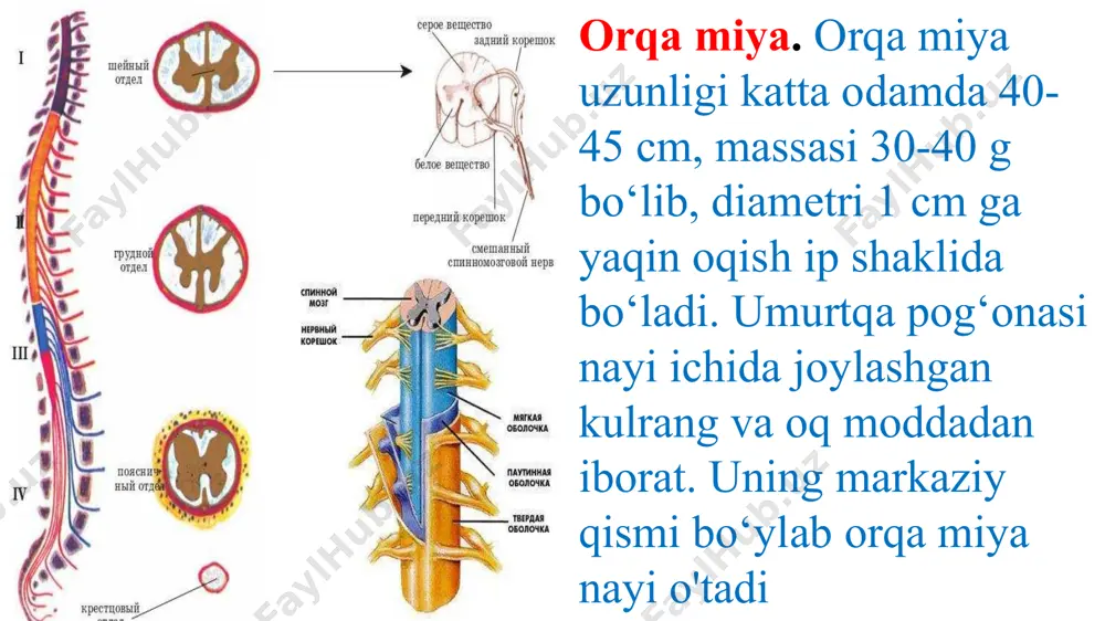 to’qima ishini boshqaradi. logistsy orqa miyaning funksiyalari ref­lektor funksiya o‘tkazish funksiya reflektorlik funksiyasi kulrang modda bilan bog’liq. o'tkazish funksiyasi uning oq moddasi bilan bog'liq ref­lektor funksiya o‘tkazish funksiya kulrang moddada skelet muskullarining qisqarishini, yurak, oshqozon, qovuq, qon tomirlari, jinsiy bezlar va boshqa ichki organlar ishini boshqaradigan nerv markazlari bo‘ladi. nerv markazlari juda ko‘p oraliq neyronlardm iborat. ular orqali reflektor yoyi o‘tadi, retseptorlardan keladigan nerv signallari qayta tahlil qilinib, nerv impulslariga aylantiriladi va ishchi organlarga uzatiladi. orqa miya bel qismida tizza refleksi, ko'krak bo'limining yuqorisida ko‘z qora- chig‘ini kengaytiruvchi, dumg‘aza qismida siydik ajratuvchi reflekslar markazlari joylashgan. tizza refleksi tizza qopqog‘idan pastroqda joylashgan paylarga uril- ganida oyoqning keskin ko‘tarilishi tarzida namoyon bo'ladi. oq moddadagi nervlar orqa miyani bosh miya bilan bogmaydi. orqa miyaga keladigan nerv impulslari o‘tkazuvchi yo‘li orqali retseptorlardan orqa miya yuqori qismiga va bosh miyaga o'tkaziladi. bosh miyadan keladigan nerv impulslari pastga tushadigan o‘tkazish yo‘li orqali orqa miya quyi bo‘limlari …