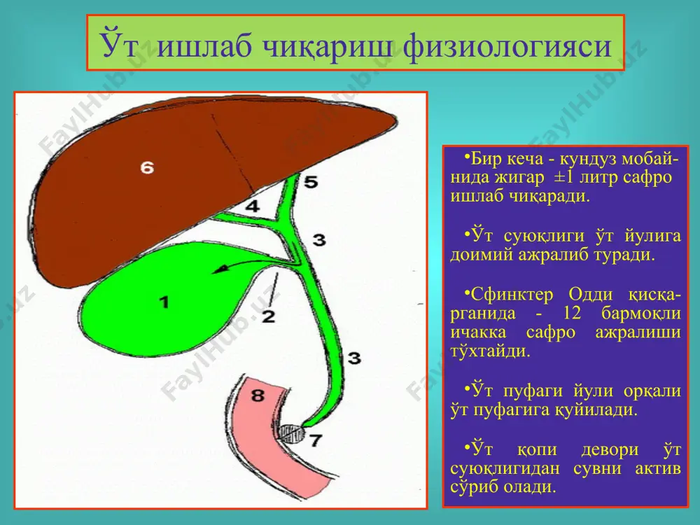 ўт тош касаллиги - Page 4