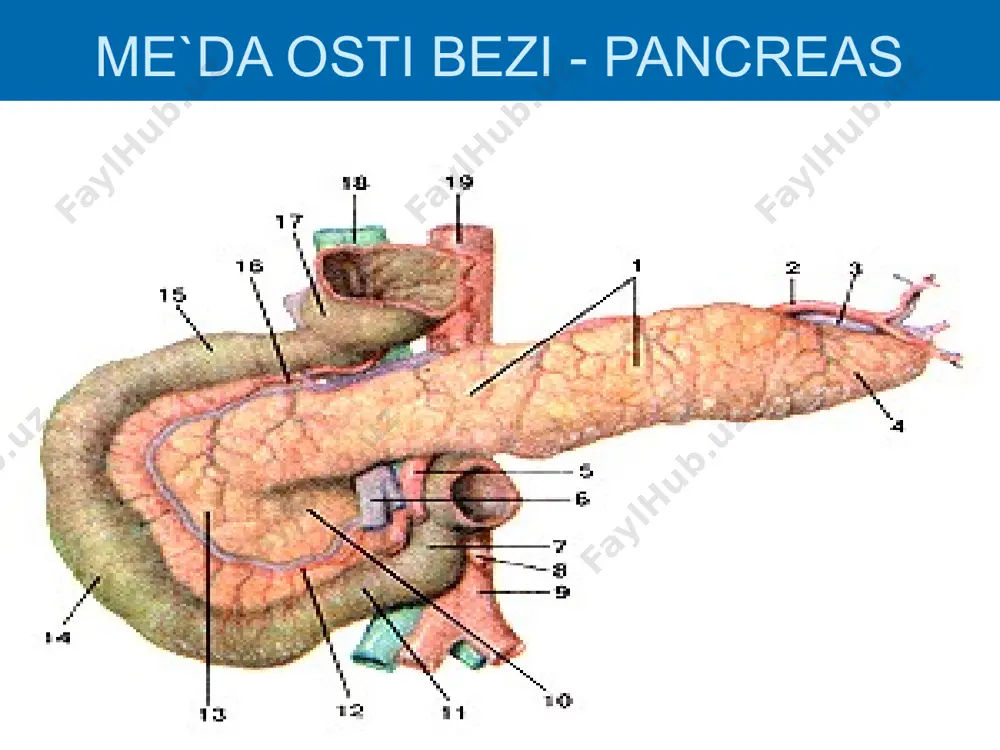 ichki sekretsiya bezlari - Page 5