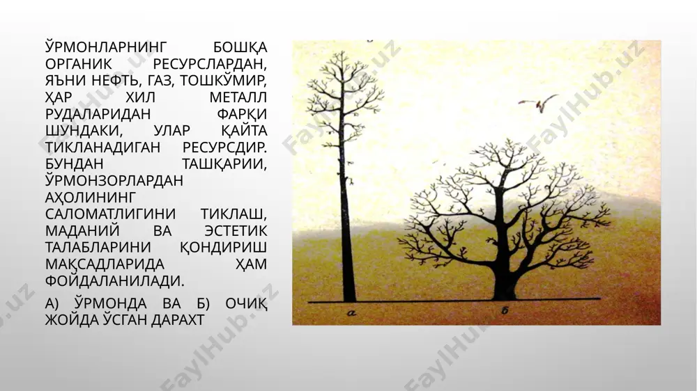 23 – 21 20 – 16 15 – 13 12 - 8,5 100 31 30 – 28 27 – 24 23 – 21 20 – 16 15 – 13 12 - 8,5 110 32 31 - 28,5 28 – 25 24 – 21 20 – 17 16 - 13,5 13 – 9 120 33 32 – 29 28 – 26 25 – 22 21 – 18 17 - 13,5 13 – 9 ўрмон морфологияси ва асосий белгиларининг типологияси ppt ўрмон морфологияси ва асосий белгиларининг типологияси 06.11.2019 ўрмоннинг морфологияси ва асосий элементлари ўрмон деб - ташқи муҳитга таъсир этиш қобилиятига эга бўлган биогеоценозга айтилади. ўрмоннинг таърифлари жуда кўп бўлиб, улар ичидагиларидан энг мақбули қуйидагича, ўрмон – дарахтлар, буталар, ўт ўсимликлар, ҳайвонот дунёси, микроорганизмлардан иборат географик ланшафтнинг бир қисмига айтилади. ўрмоннинг таркибида эса дарахтлар, буталар, ўт-ўланлар ҳамда ҳар хил ҳайвонлар бўлади. улар бир-бири билан чамбарчас боғланган биогеоценозни ташкил қилади. ўрмонларнинг бошқа органик …