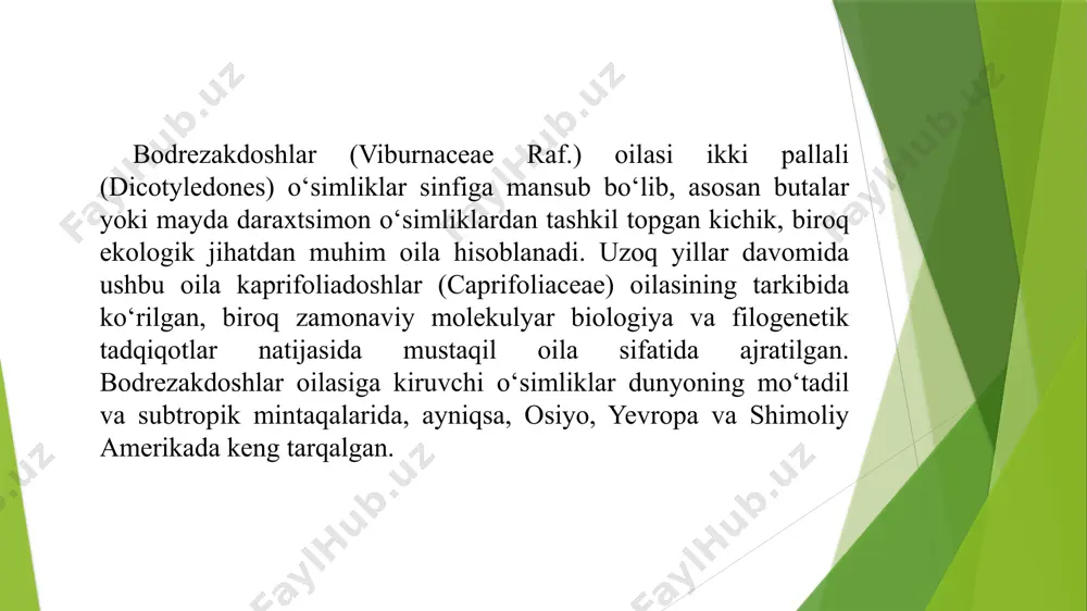 o‘lgan o‘simliklar sinf: magnoliopsida – ikki urug‘pallalilar tartib: dipsacales – kaprifoliadoshlar tartibi oila: viburnaceae raf. – bodrezakdoshlar oilasi turkum: viburnum l. – bodrezaklar viburnaceae oilasiga asosan bitta turkum – viburnum kiradi. viburnum turkumi esa o‘z navbatida 150 dan ortiq turdan iborat bo‘lib, ular buta va kichik daraxtlar shaklida o‘sadi. ularning ko‘pchiligi bezak o‘simlik sifatida bog‘-parklarda, shaharlarda ekiladi. bu turlar ekologik va morfologik moslashuvchanlikka ega bo‘lib, har xil iqlim sharoitlarida yashay oladi viburnaceae vakillari ba’zan adoxaceae oilasi bilan yaqin qarindoshlikda ko‘rsatiladi, chunki ular o‘rtasida ayrim morfologik o‘xshashliklar mavjud. biroq, molekulyar analizlar ularning mustaqil evolyutsion chiziq ekanligini ko‘rsatgan. xulosa qilib aytganda, viburnaceae oilasining sistematikasi zamonaviy biologik tasnifda ancha puxta asoslangan bo‘lib, ularning mustaqil oila sifatida tan olinishi ilmiy jihatdan to‘laqonli asoslangan. ekologik xususiyatlari: qurg‘oqchilikka, sovuqqa nisbatan chidamliroq. ko‘pchilik zararkunandalar va kasalliklarga nisbatan bardoshli. foydali jihatlari: manzarali maqsadlarda: yashil zonalarni yaratish, tirik to‘siq sifatida ekiladi. tabiatda roli: qush va hasharotlarni jalb qiluvchi nektar …