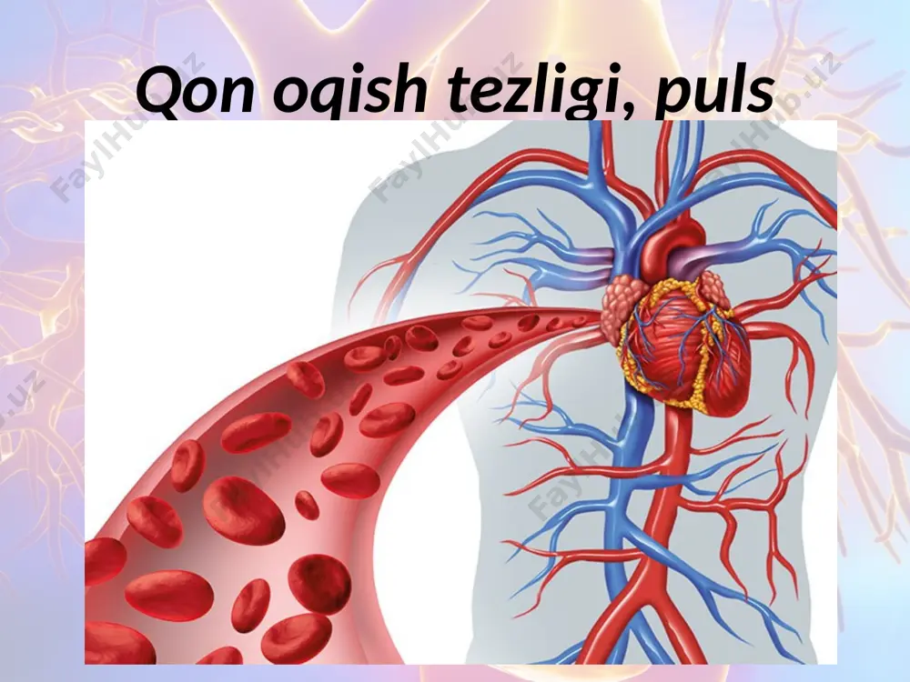arilishi natijasida hosil bo‘ladi. maksimal bosim yurak qorinchasi qisqargan (sistola) vaqtda hosil bo‘lganligi uchun sistolik bosim deb ham ataladi. minimal bosim yurakning chap qorinchasi kengaygan vaqtda aorta va boshqa arteriya tomirlarida bosimning kamayishi natijasida yuzaga keladi. minimal bosim yurak qorinchasi kengaygan (diastola) vaqtda yuzaga kelganligi uchun diastolik bosim deb ham ataladi. qon bosimi sfigmomanometr yoki tonometr asbobi yordamida yelka arteriyasida o‘lchanadi. odatda, arterial qon bosimining normaga nisbatan ortishi gipertoniya, pasayishi gipotoniya deb ataladi, ya’ni maksimal bosim 125—130 mm dan ko‘tarilsa va minimal bosim 85 mm dan oshsa gipertoniya deb ataladi. maksimal bosim 110 mm dan va minimal bosim 70 mm dan pasaysa gipotoniya deb ataladi. yurak va qon tomirlar faoliyati nerv -gumoral yo‘l bilan boshqariladi. simpatiknerv yurak faoliyatini tezlashtiradi, parasimpatik nerv, aksincha, yurak faoliyatini sekinlashtiradi. shunday qilib, bu ikkala nerv yurak ishini muvozanatga solib turadi. yurak va qon tomirlar faoliyati gumoral yo‘l bilan ham boshqariladi. buyrakusti bezining miya qismida ishlab …