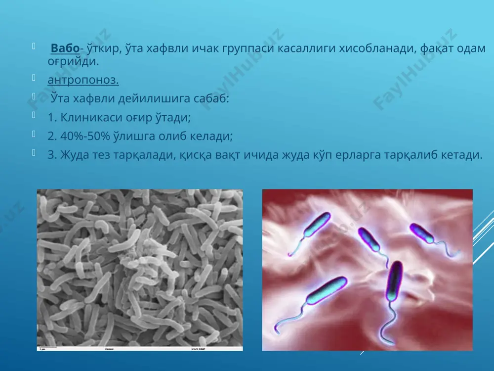 imiy emas. toksin hosil qilishi. xolera vibrionlari ekzotoksin (xolerogen), ishlab chiqaradi. bu zaxar enterotoksin ta'sir etadi va vaboning patogenezida asosiy rol o'ynaydi. vibrionlarning endotoksini ham juda kuchli toksik ta'sir ko'rsatadi. fibrionoliz, gialorunidaza, kollagenaza, mutsinaza, letsitinaza, proteinaza, neyrominidaza xosil qiladi. neyrominidaza ichak shilliq qavati tarkibidagi neyramin kislotani parchalaydi va buning oqibatida xujayralarining mustahkamligi susayadi va shilliq qavat parchalanadi. antigen strukturasi: vabo vibrionlarida termostabil o-antigen bor, termolyabil n- antigen bor. o- antigeni spetsifik n- antigeni pospetsifik, o- antigeni bo'yicha 40- tadan ortiq podgruppalari bor eltor va cholerae vibrionlari o-1 podgruppaga kiradi. o-1 podgruppaning ichida uch xil o antigen bor – a, v, s. bularning kombinatsiyalari natijasida uchta serovarlari bor buni 1913 y. yaponiya olimlari aniqlagan – ogava (a v), inaba – (a s) va gikoshima a, v, s. ayrim bemorlardan va vibrion tashab yuruvchilardan agglyutinatsiyalanmaydigan shtammalari topilgang, bularni nag – vibrionlari deyiladi. bunday vibrionlar tashqi muhitdan. suvdan ajratib olinadi. kasallikning patogenez va …