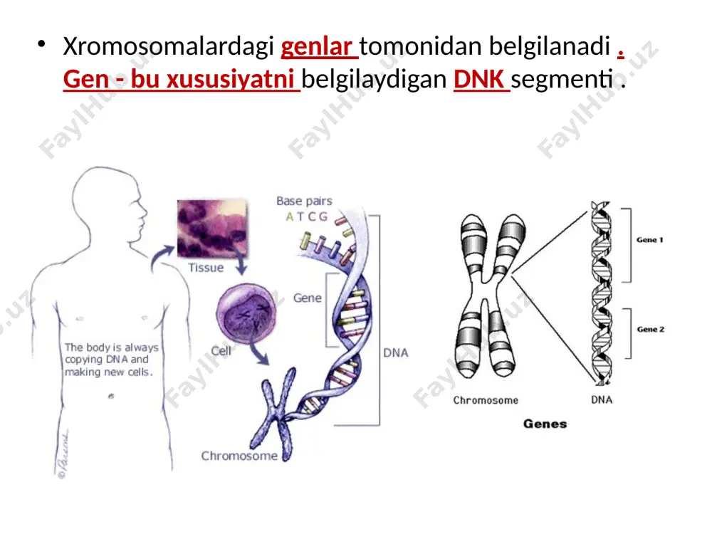 bitta gen o'zgaradi fenilketonuriya (pku) - sutda keng tarqalgan aminokislota parchalanib bo'lmaydi va u ko'payishi bilan aqliy zaiflikni keltirib chiqaradi - yangi tug'ilgan chaqaloqlar buning uchun sinovdan o'tkaziladi . dominant gen mutatsiyalari: xantington kasalligi - miya to'qimalarining asta -sekin yomonlashishi , o'rta yoshda namoyon bo'ladi va o'limga olib keladi mittilik - skelet anomaliyalarining xilma-xilligi genetik kasalliklarni aniqlash shaxs xromosomalarining rasmi - karyotip embrionni o'rab turgan amniotik suyuqlik tahlil qilish uchun chiqariladi - amniyosentez daun sindromi bo'lgan ayol image1.jpeg image2.png image3.jpeg image4.png image5.png image6.png image7.png image8.gif image9.jpeg image10.jpeg image11.png image12.jpeg image13.jpeg image14.jpeg image15.jpeg image16.gif image17.gif image18.jpeg image19.png image20.jpeg image21.gif image22.jpeg image23.gif image24.gif image25.png image26.jpeg image27.jpeg image28.png image29.jpeg image30.jpeg image31.jpeg image32.emf