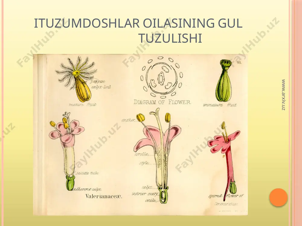ituzumdoshlar oilasi - Page 3