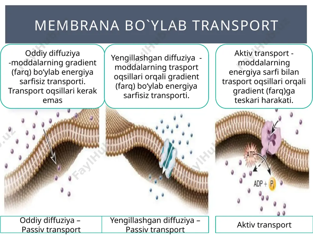 yalligi ortishi mumkin. qandli diabet bilan ogʻrigan bemorlar qonida glyukoza miqdori ortishi ham plazma osmolyalligini oshiradi. 5 % li glyukoza eritmasi koʻp miqdorda vena ichiga yuborilganda, plazma osmolyalligini pasaytiradi va toʻqimalar shishiga olib keladi. giperosmolyallik miya hujayralaridan suv chiqib, komaga sabab boʻladi (giperosmolyar koma). buyrak kasalliklariga chalingan bemorlar plazmasida mochevina miqdori ortishi ham giperosmolyallikka sabab boʻladi. amaliy jixatdan kapilyar qon tomirlar devori orqali suyuqlik va unda erigan moddalarning harakati filtratsiya deb ataladi. bu harakat tirqishlar orqali amalga oshiriladi. bu harakatda aniq gidrostatik bosim va aniq onkotik bosim asosiy oʻrinni egallaydi. bu jarayon buyrak kapsulasida kechadigan birlamchi siydik hosil boʻlishini izoblab beradi. filtratsiya filtratsiya jarayonida suvning harakati koʻp miqdorda boʻlsa bu jarayonni bulk flow (ommaviy oqim, katta oqim) deb ataladi, buyrak naylariga reabsorbsiya qilingan suv, intersitsial boʻshliqga va qon tomirga shu oqim bilan soʻrib olinadi, natijada ikkilamchi siydik hosil boʻladi. bulk flow suvning katta oqimi paytida u oʻzi bilan erigan zarralarni …