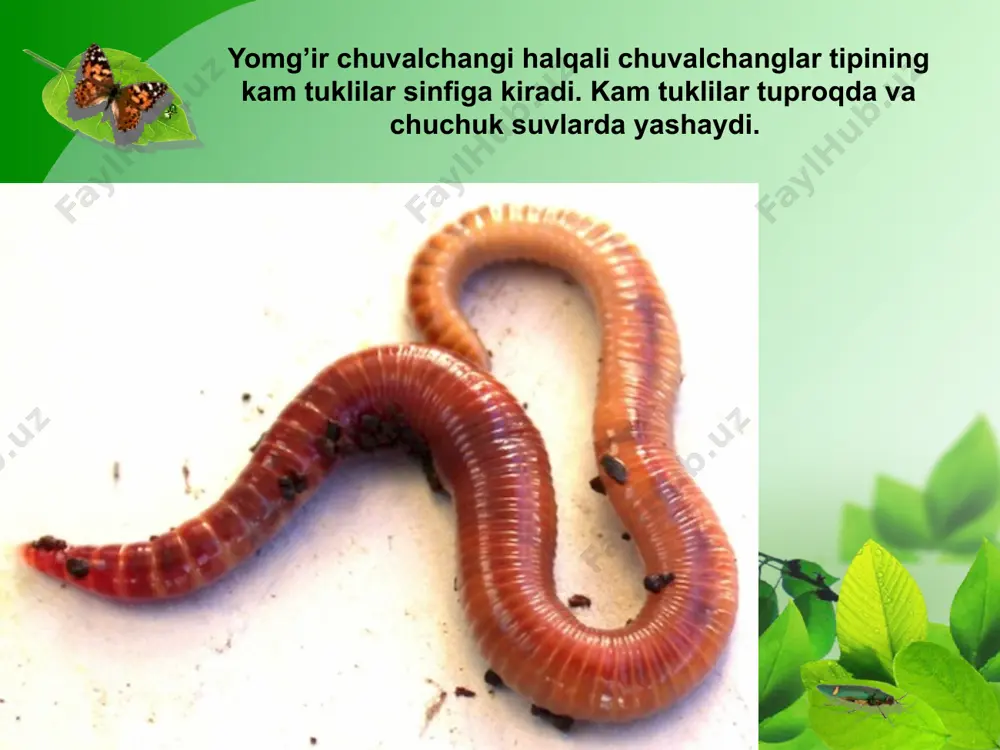 ing uchlari orqali yorug’lik, harorat, kimyoviy va mexanik ta’sirlarni yaxshi sezadi. yomg’ir chuvalchangi refleksi ancha murakkab va xilma-xil bo’ladi. tanasining qaysi qismiga ta’sir qilinsa, o’sha tomoni ta’sirlanib har xil harakat qiladi. reflekslar yordamida chuvalchang o’z ozig’ini qidirib topadi, dushmanlaridan saqlanadi, kuchli yorug’lik va issiqlikdan yashirinadi. nafas olishi. nafas olishi. yomg’ir chuvalchangi terisi orqali nafas oladi. kislorod teri orqali kapillarlardagi qonga o’tib, hamma organlarga tarqaladi. moddalar almashinuvi natijasida hosil bo’lgan karbonat angidrid ham teri orqali chiqib ketadi. chuvalchang terisi shilimshiq modda bilan namlanib turadi. nam teri kislorodni yaxshi o’tkazadi. yomg’ir chuvalchangining ayirish sistemasi: 1 - ayirish naychalari; 2 - naychalarning tana bo’shlig’iga ochiladigan uchi; 3 - naychalarning teri sirtiga ochiladigan uchi. qorinoyoqli molyuskalar sinfi yashash muhiti va tashqi tuzilishi. chuchuk suv shillig’i hovuz va ko’llarda, daryolarning tinch oqadigan sayoz joylarida hayot kechiradi. tanasi spiral o’ralgan chig’anoq ichida joylashgan. chig’anoq o’ramlari ingichkalashib, o’tkir uchni hosil qiladi. chig’anoqning kengaygan uchida tanasi chiqadigan keng …