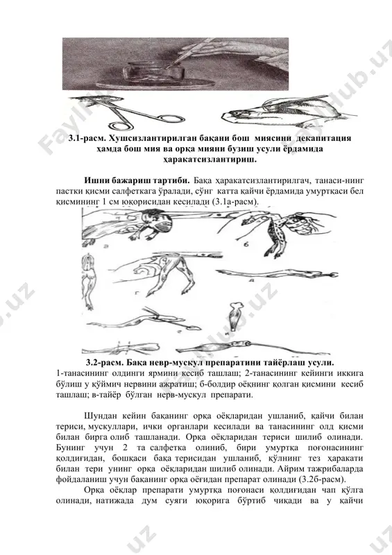 at beradi. uretan baqaning terisi ostiga yuboriladi. buning uchun 1 ml 5% li uretan eritmasi bizga etarli bo'ladi. narkozning ta'siri 10-15 min. dan keyin bilinadi. 3.1-rasm. xushsizlantirilgan baqani bosh miyasini dekapitatsiya hamda bosh miya va orqa miyani buzish usuli yordamida harakatsizlantirish. ishni bajarish tartibi. baqa harakatsizlantirilgach, tanasi-ning pastki qismi salfetkaga o'raladi, so'ng katta qaychi yordamida umurtqasi bel qismining 1 sm yuqorisidan kesiladi (3.1a-rasm). 3.2-rasm. baqa nevr-muskul preparatini tayyorlash usuli. 1-tanasining oldingi yarmini kesib tashlash; 2-tanasining keyingi ikkiga bo'lish u qo'ymich nervini ajratish; b-boldir oyoqning qolgan qismini kesib tashlash; v-tayyor bo'lgan nerv-muskul preparati. shundan keyin baqaning orqa oyoqlaridan ushlanib, qaychi bilan terisi, muskullari, ichki organlari kesiladi va tanasining old qismi bilan birga olib tashlanadi. orqa oyoqlaridan terisi shilib olinadi. buning uchun 2 ta salfetka olinib, biri umurtqa pog'onasining qoldig'idan, boshqasi baqa terisidan ushlanib, qo'lning tez harakati bilan teri uning orqa oyoqlaridan shilib olinadi. ayrim tajribalarda foydalanish uchun baqaning orqa oyog'idan preparat …