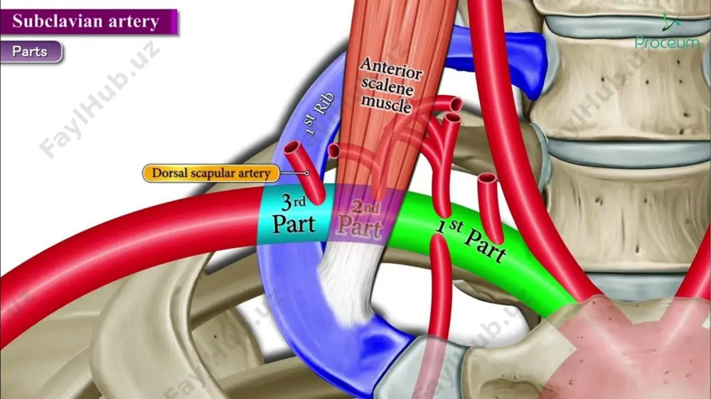 haklarini qon bilan ta’minlaydi. qo‘ltiq osti arteriyasining ikkinchi qismi, ko‘krak uchburchagi sohasida, undan ko‘krak qafasining lateral arteriyasi (a. thoracica lateralis) chiqib oldingi tishchali mushakning tashqi yuzasi bo‘уlab pastga yo‘nalib, uni qon bilan ta’minlaydi. undan sut beziga yo‘naluvchi lateral tarmoqlar (rr. mammarii laterales) chiqadi. uchinchi qism ko‘krak osti uchburchagi sohasida quyidagi arteriyalar chiqadi: 2. kurak osti arteriyasi (a. subscapularis) qo‘ltiq osti arteriyasining eng yirik tarmog‘i bo‘lib ikkiga bo‘linadi: a) ko‘krak orqasining arteriyasi (a. thorocodorsalis) kurakning lateral chekkasi bo‘ylab yo‘nalib, oldingi tishchali mushak, kurak osti mushagi, katta yumaloq mushak va orqaning serbar mushagini qon bilan ta’minlaydi; b) kurakni o‘rovchi arteriya (a. sircumflexa scapulae) uch tomonli teshik orqali kurakning orqa yuzasiga o‘tib, kurak qirrasi ustidagi mushak, kurak qirrasi ostidagi mushak, kichik yumaloq mushak va shu soha terisini qon bilan ta’minlaydi. 5.yelka suyagini o‘rovchi oldingi arteriya (a. circumflexa humeri anterior) yelka suyagining xirurgik bo‘ynini oldidan aylanib o‘tib, yelka bo‘g‘imi va deltasimon mushakka tarqaladi. 6.yelka …