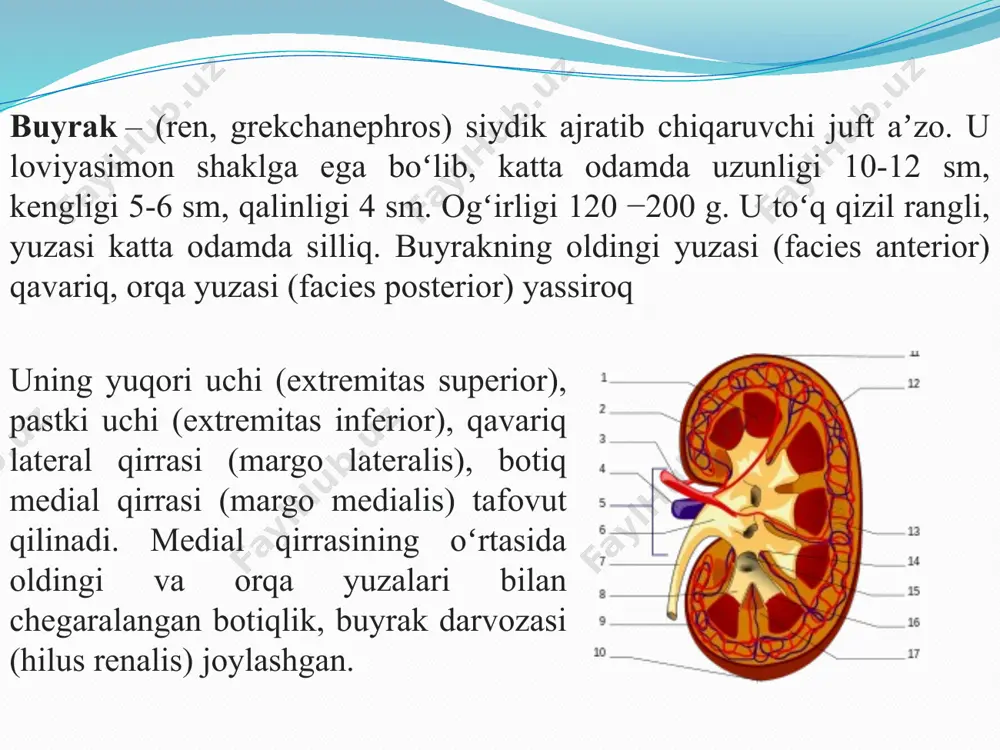 azam ravishda jismoniy faollikka jalb qilish muhim. kuniga kamida bir soat faol harakat qilish tavsiya etiladi. • xavfsizlik: mashqlar va o'yinlar paytida bolaning xavfsizligini ta'minlash muhim. bolalar jarohat olishdan himoya qilinishi kerak. • suyuqlik ichish: faol mashg'ulotlar paytida bolalarning yetarli miqdorda suyuqlik ichishiga e'tibor berish kerak. suvsizlanishning oldini olish juda muhim. buyraklar salomatligi uchun qo'shimcha tavsiyalar: 1. to'g'ri ovqatlanish: bolaning ratsionida yetarli miqdorda sabzavotlar, mevalar va tolali ovqatlar bo'lishi kerak. shuningdek, keraksiz yog'lar va shirinliklar iste'molini cheklash muhim. 2. yetarli suyuqlik iste'mol qilish: bolalar kun davomida yetarli miqdorda suv yoki boshqa sog'lom ichimliklar ichishlari kerak. suvsizlanish buyraklar faoliyatiga salbiy ta'sir ko'rsatishi mumkin. 3. tuzni me'yorida iste'mol qilish: tuz miqdorini me'yorida saqlash muhim, chunki ortiqcha tuz buyraklar uchun zararli bo'lishi mumkin. 4. shifokor nazorati: bolalarni muntazam ravishda pediatrga ko'rsatib turish, buyraklar salomatligini nazorat qilish va erta aniqlangan muammolarni bartaraf etish uchun muhimdir. e’tiboringiz uchun rahmat image2.png image3.png image4.jpeg image5.png image6.jpeg image7.jpeg …