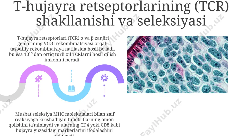 t-limfotsitlarning yetilish jarayoni (antigenga bog‘liq bo‘lmagan immunogenez) - Page 5