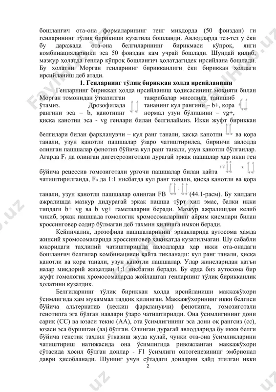 rganizmlar o'zaro chatishtirilganda olingan duragaylar (aavb) teng sondagi to'rt xil – av, ab, av, ab gametalarni beradi. f1 individlari retsessiv gomozigotali organizm bilan qayta chatishtirilgan vaqtda, fv da to'rtta fenotipik sinflar paydo bo'lib, ularning miqdoriy nisbati 1:1:1:1 bo'ladi. faktik dalillarning ko'paya borishi bilan genetiklar mustaqil irsiylanishdan chetga chiqishning orta borishiga duch kela boshladilar. ba'zi hollarda belgilarning yangi kombinatsiyalari (ab va av) fv bekkross-avlodida umuman uchramay qo'ydi, boshlang'ich ota-ona formalarining teng miqdorda (50 foizdan) gi genlarining to'liq birikishi kuzatila boshlandi. avlodlarda tez-tez u yoki bu darajada ota-ona belgilarining birikmasi ko'proq, yangi kombinatsiyalarniki esa 50 foizdan kam uchray boshladi. shunday qilib, mazkur holatda genlar ko'proq boshlang'ich holatdagidek irsiylana boshladi. bu holatni morgan genlarning birikkanligi yoki birikkan holdagi irsiylanish deb atadi. 1. genlarning to'liq birikkan holda irsiylanishi genlarning birikkan holda irsiylanish hodisasining mohiyati bilan morgan tomonidan o'tkazilgan tajribalar misolida tanishib o'tamiz. drozofilada tananing kul rangini – b+, qora rangini esa – b, qanotning …