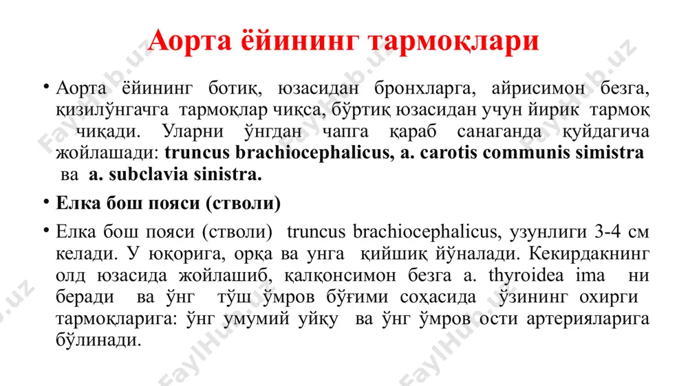айини, ноғора бўшлиғини ва бош миянинг қаттиқ пардасини бир хил номли тармоқлари билан қон билан таъминлайди. 2. a. temporalis superficialis чакканинг юзаки артерияси, ташқи уйқу артериясининг охирги тармоқларидан бири бўлиб, унинг давоми ҳисобланади. у ташқи эшитув йўлининг олдидан чаккага ўтиб, чакка мускули фасциясининг юзасида, тери остида жойлашади. унинг охирга тармоқлари ramus frontalis ва ramus parietalis тепа ва пешона соҳаларида тармоқланади. ушбу артерия ўз йўлида қулоқ олди сўлак безига қулоқ супрасининг латерал юзасига, ташқи эшитув йўлига; тармоқларнинг бир қисми юзнинг орқароқ қисмига; кўзнинг ён бурчагига, m. orbicularis oculi ва яноқ суягига ва m. temporalis га бир хил номли тармоқларини беради. 3. a. maxillaris юқори жағ артерияси, ташқи уйқу артериясининг энг охирги тармоғининг бири. унинг калтагина пояси ўрганиш осон бўлиши учун 3 қисмга бўлинади: биринчи қисми пастки жағ бўйнини айланиб ўтади, иккинчи қисми m. pterygoideus lateralis юзаси бўйлаб fossa infratemporalis га учинчи қисми эса fossa pterygopalatina га ўтади. ташқи уйқу артериясининг ўрта …