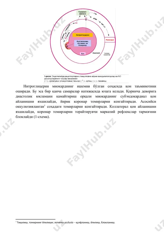 mushaklarining bo'shashishiga olib keladi. nitroglitserin miokardning ishemiya bo'lgan sohasida qon ta'minotini oshiradi. bu esa bir qancha samaralar natijasida yuzaga keladi. qorincha devoriga diastolik yuklamani kamaytirish orqali miokardning subendokardial qon aylanishni yaxshilaydi, yirik koronar tomirlarni kengaytiradi. asosiysi okkulyuziyalangan[footnoteref:2] sohadagi tomirlarni kengaytiradi. kollateral qon aylanishni yaxshilaydi, koronar tomirlarni toraytiruvchi markaziy reflekslar tarmog'ini bloklaydi (1-sxema). [2: tiqilish, tomirning yopilishi; lotincha occlusio – qulflanish, yopilish, bloklanish.] nitroglitserin shuningdek miya, ichki organlar, to'rparda tomirlarini ham kengaytiradi. miotrop ta'sirli spazmolitik sifatida ichki organlarda joylashgan silliq mushaklar tonusini pasaytiradi (hazm trakti, bronxiolalar va b.). nojo'ya ta'sirlaridan reflektor taxikardiya ko'proq kuzatiladi (arterial bosimning tushishi bilan bog'liq kompensator reaktsiya), bosh og'rig'i, bosh aylanishi. bu hodisalar ko'proq preparat birinchi marta kiritilganida namoyon bo'ladi. keyinchalik bosh og'rig'i simptomlari intensivligi pasayadi va bora-bora yo'qolib ketadi. shu bilan birga, stenokardiyani bartaraf etish xususiyati saqlanib qoladi. nitroglitserinni qo'llanilganda, ayniqsa dozasi oshganda arterial bosimni keskin tushib ketishi va kollaps kuzatilishi mumkin. nitroglitserinni uzoq vaqt tanafussiz …