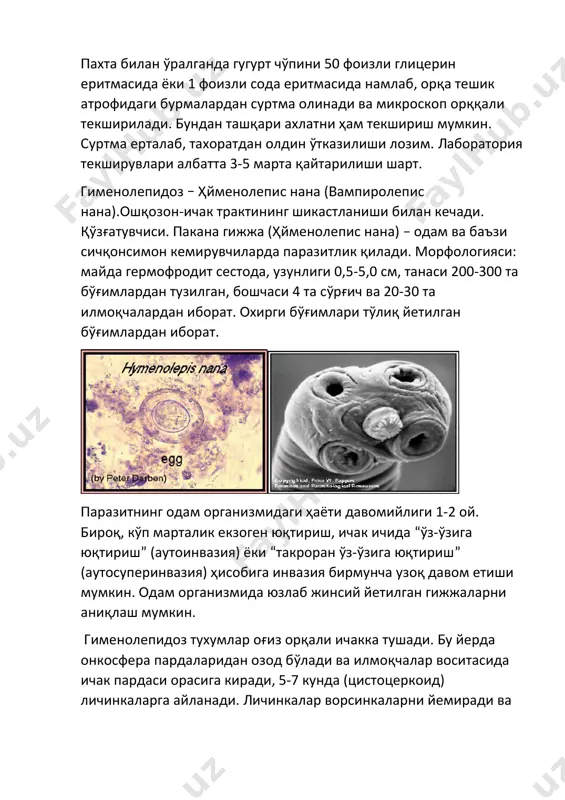 талик екзоген юқтириш, ичак ичида “ўз-ўзига юқтириш” (аутоинвазия) ёки “такроран ўз-ўзига юқтириш” (аутосуперинвазия) ҳисобига инвазия бирмунча узоқ давом етиши мумкин. одам организмида юзлаб жинсий йетилган гижжаларни аниқлаш мумкин. гименолепидоз тухумлар оғиз орқали ичакка тушади. бу йерда онкосфера пардаларидан озод бўлади ва илмоқчалар воситасида ичак пардаси орасига киради, 5-7 кунда (цистоцеркоид) личинкаларга айланади. личинкалар ворсинкаларни йемиради ва ичак бўшлиғига чиқади, сўрғич орқали ичак шиллиқ пардасига ёпишиб туради ва 10-15 кунда йетилган гижжага айланади. гименолепидоз гермофрадит бўлиб, тухумлар ичак бўшлиғига тўғридан-тўғри тизма бўғимларидан тушиши мумкин. бунда ичак ичида «ўз-ўзига юқтириш» (аутоинвазия) ёки «такроран ўз-ўзига юқтириш» (аутосуперинвазия) ходисаси содир бўлади. расм-10. расм-10. гименолепидоз қўзғатувчиси – пакана гижжанинг ҳаёт сикли. гименолепидоз кўпроқ ёш болаларда учрайди ва 30% гача хеч қандай шикоятларсиз кечиши мумкин. қолган ҳолларда гименолепидоз 2 хил шакл кечади: • субклиник; • яққол клиник. субклиник кечиши яққол клиник шаклга қараганда 2 марта кўп учрайди ва сурункали гименолепидозни келтириб чиқаради. субклиник кечиши енг мавҳум …