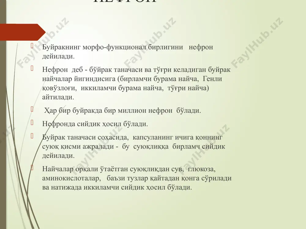 bujrak tuzilishi va nefronlar - Page 4