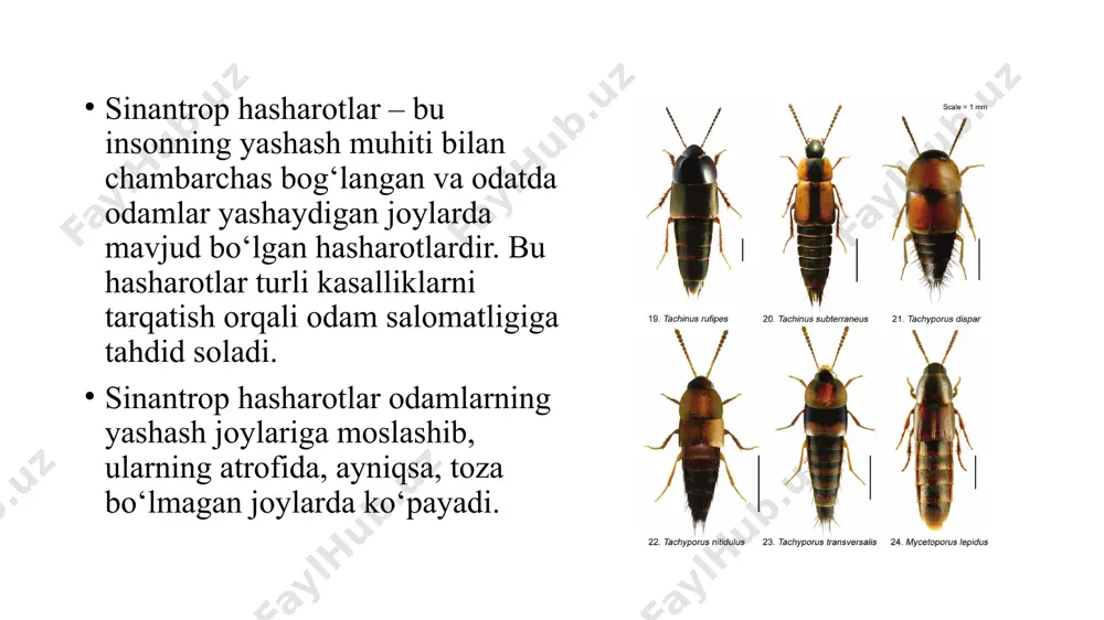 odamlar yashaydigan joylarning ifloslanishiga va yuqumli kasalliklar tarqalishiga olib keladi. hayot tarzi va ahamiyati tez ko’payadi nam va issiq joylarda juda yaxshi ko’payadi deyarli hamma narsalar bilan oziqlanadi ko’pchiligi tunda faol bo’ladi sinantrop hasharotlar juda tez va ko‘p ko‘payadi. tarakanlar 1 oyda 1.5-2 ming tuxum qo‘yishi mumkin, bu esa ularning ko‘payishini juda yuqori darajaga olib keladi. bu tez ko‘payish, sinantrop hasharotlarining odamlar yashaydigan joylarga tarqalishiga olib keladi. odamlar bu hasharotlarning ko‘payishini sezmaysizlar, chunki ular asosan tunda faol. uy pashshasi – musca domestica tarakan – blattella germanica shillalar – tribolium confusum chivin – anopheles, culex punar (bit) – cimex lectularius uy pashshasi – bu sinantrop hasharotlarning eng keng tarqalgan turidir. pashsha faqatgina uyda yashamaydi, balki u bog‘lar va farmasevtik joylarda ham uchraydi. ular odamlar tomonidan tashlangan oziq-ovqatni iste’mol qiladi, shuningdek ular mikrob va bakteriyalarni tashiydilar. shuning uchun uy pashshasi turli xil kasalliklarning tarqatilishiga sabab bo‘ladi. tarakanlar uyda yashaydigan eng yomon hasharotlardir. …